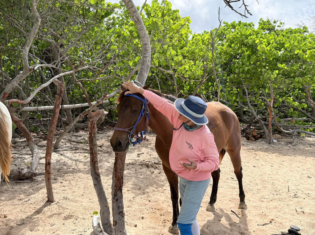 Cayman Horse Riding-西湾必去景点
