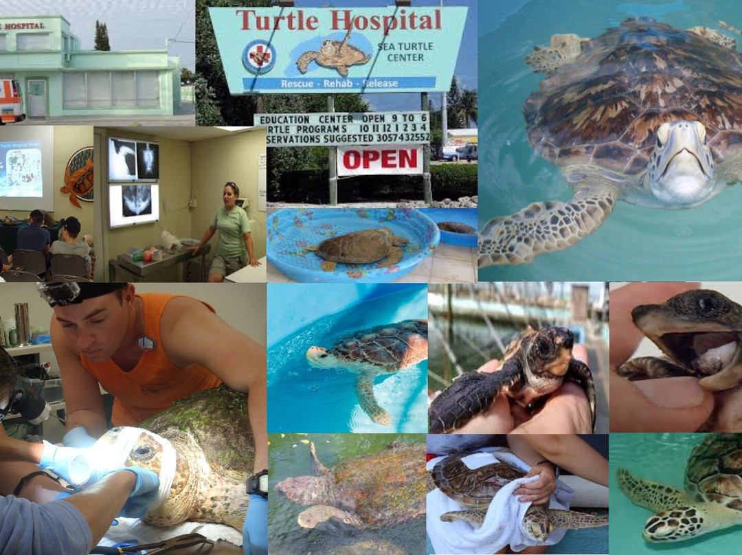 The Turtle Hospital-马拉松必去景点