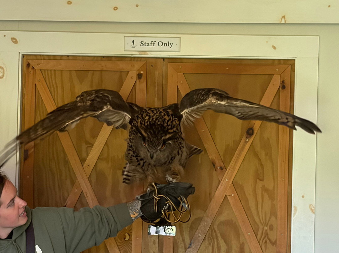 New England Falconry-伍德斯托克必去景点
