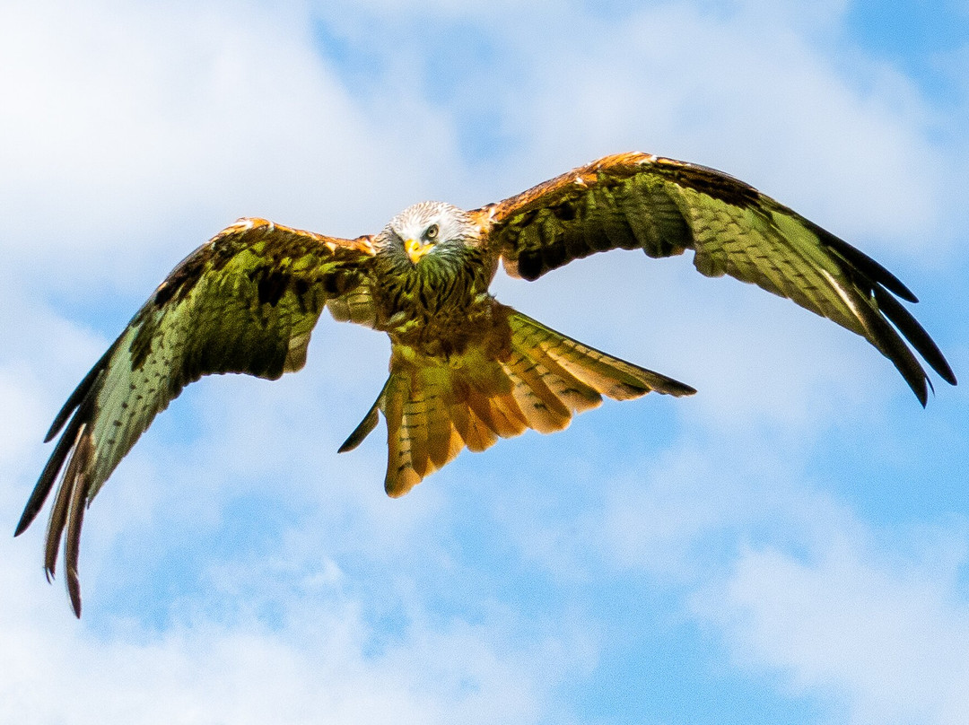 The British Bird of Prey Centre-喀麦登必去景点