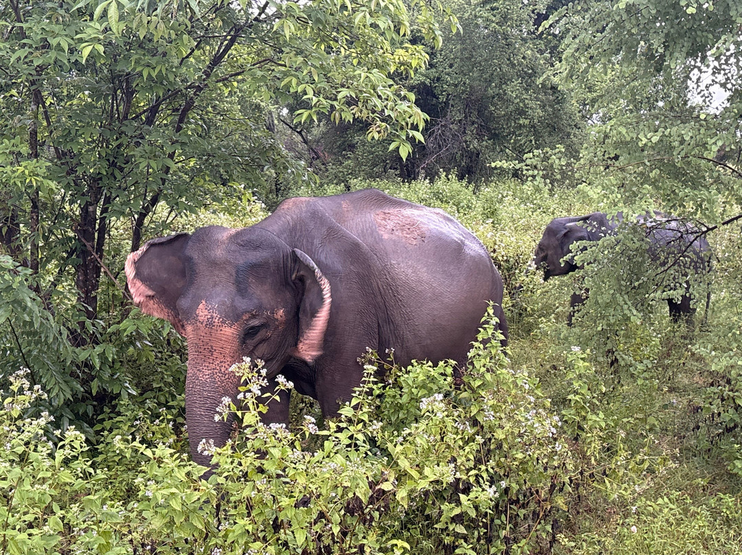 AH Tours Lanka-卡图纳耶克必去景点