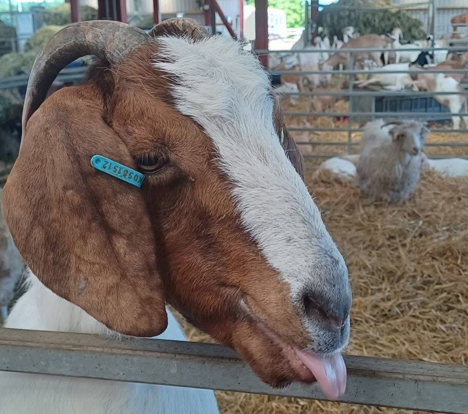 Dalscone Farm Fun-邓弗里斯必去景点
