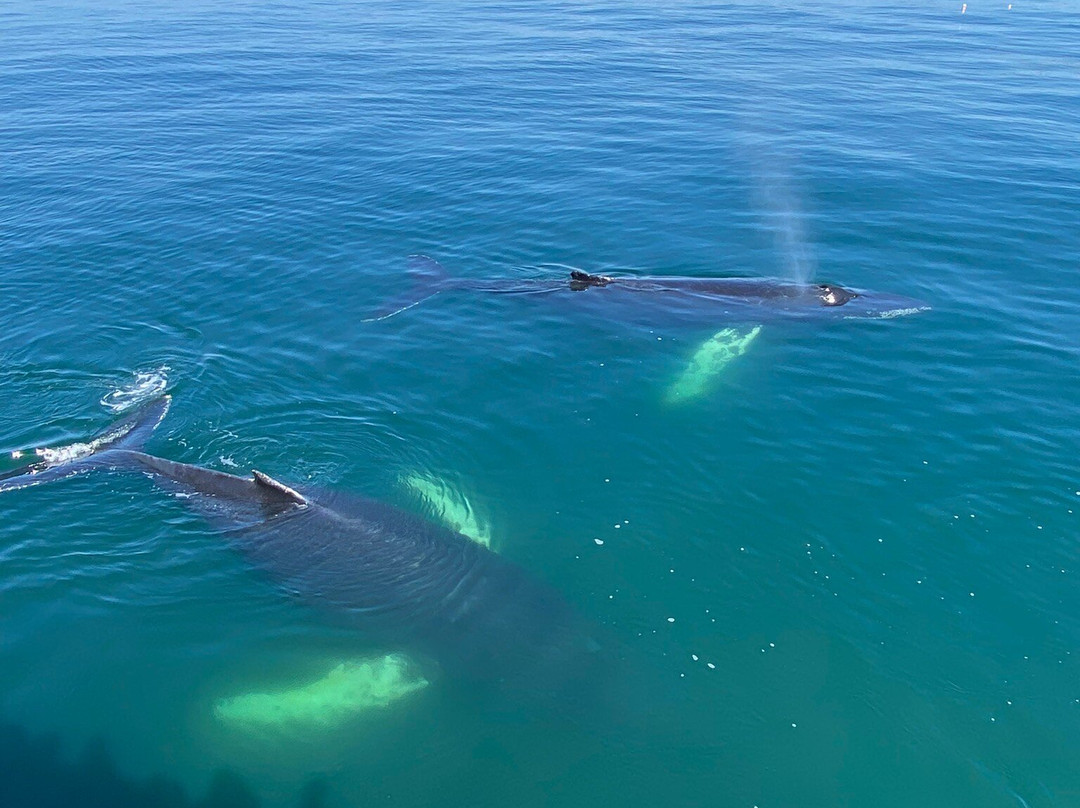 Bar Harbor Whale Watch Co.-巴港必去景点