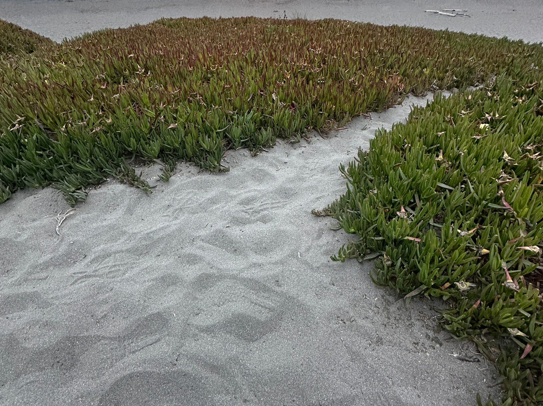 Trinidad State Beach-Trinidad必去景点