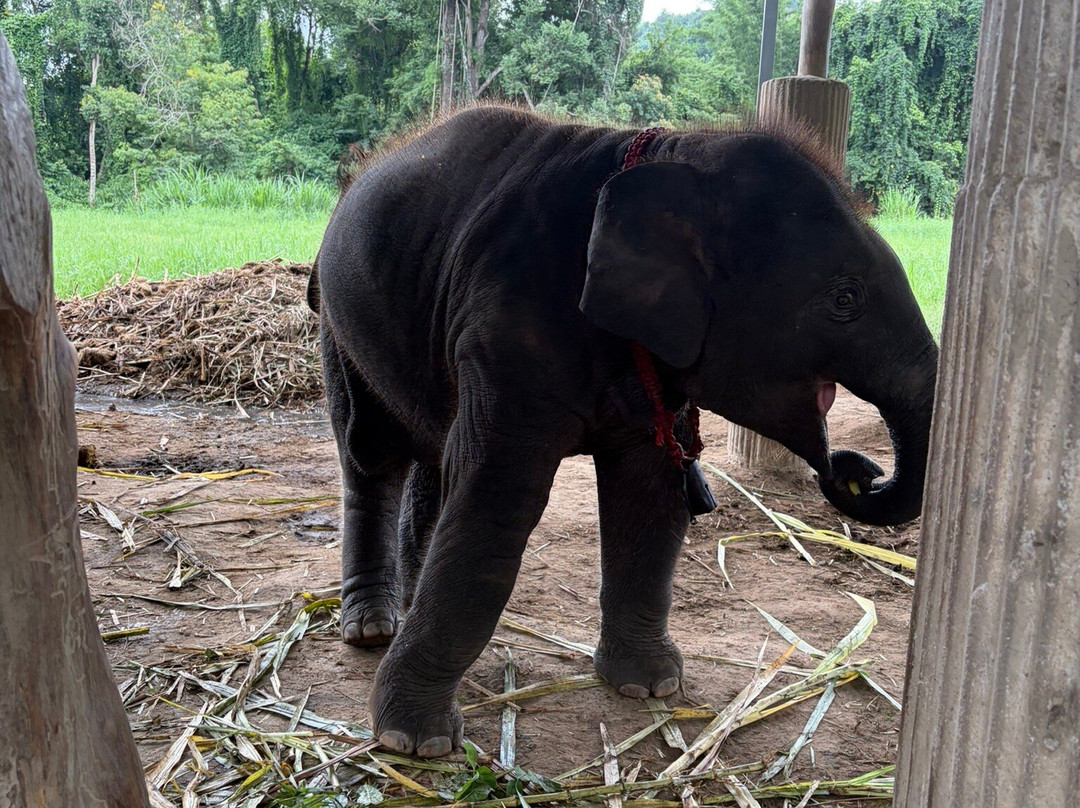 Chiangmai Elephant Home-清迈必去景点
