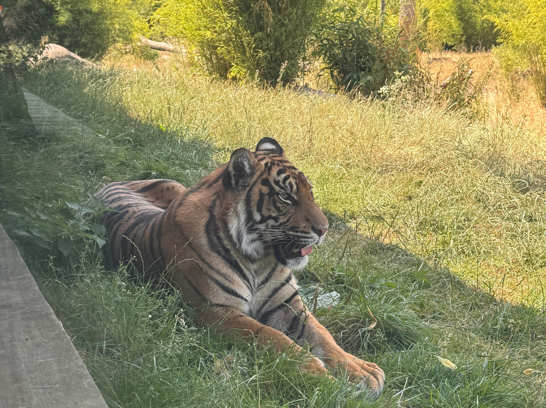 Safari Lodges At West Midlands Safari Park主图