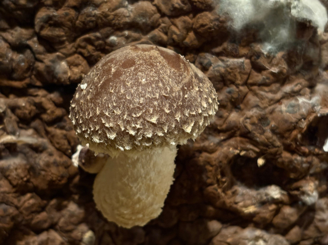 Musée du Champignon-梭缪尔必去景点