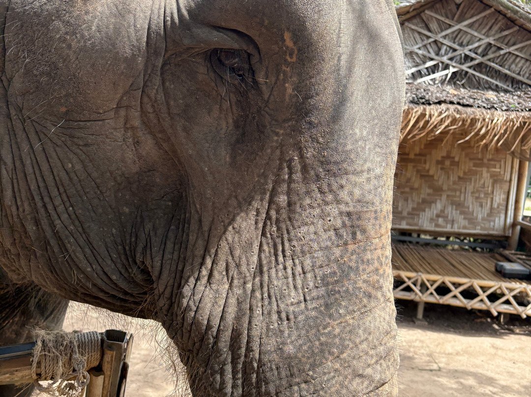 I Love Elephant Samui-Na Mueang必去景点