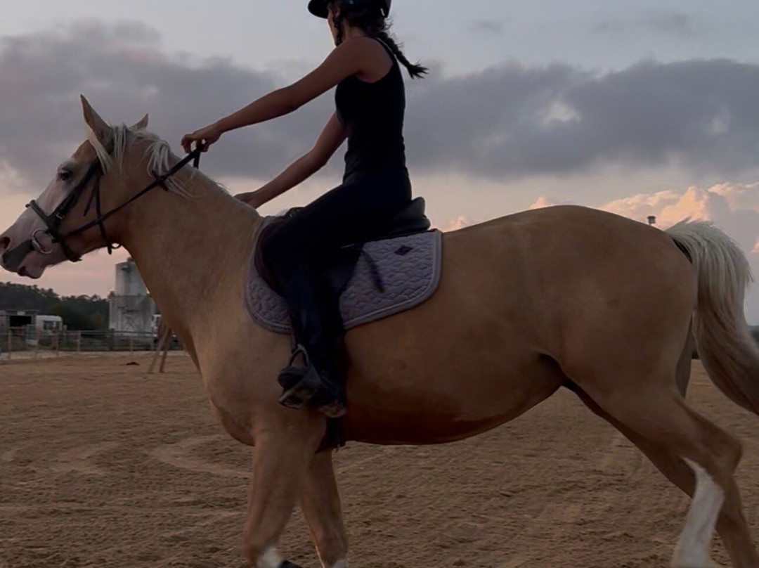 Centre equestre le marais en selle-Yves必去景点