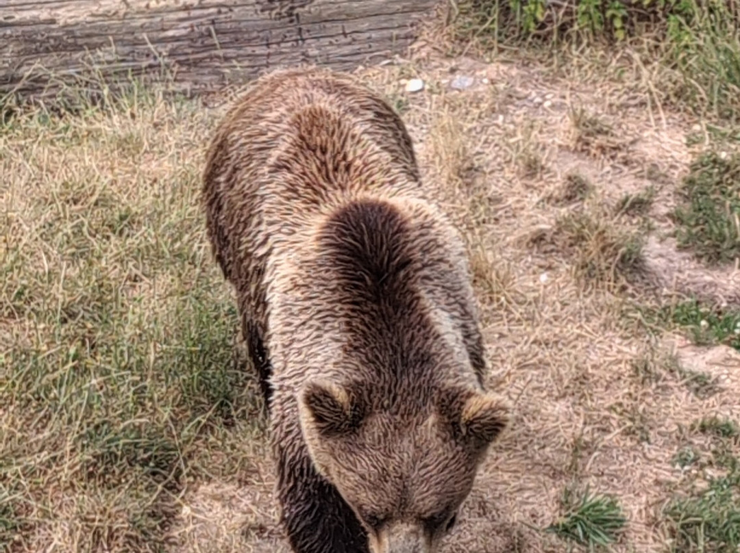 ZooParc de Beauval-圣艾尼昂必去景点