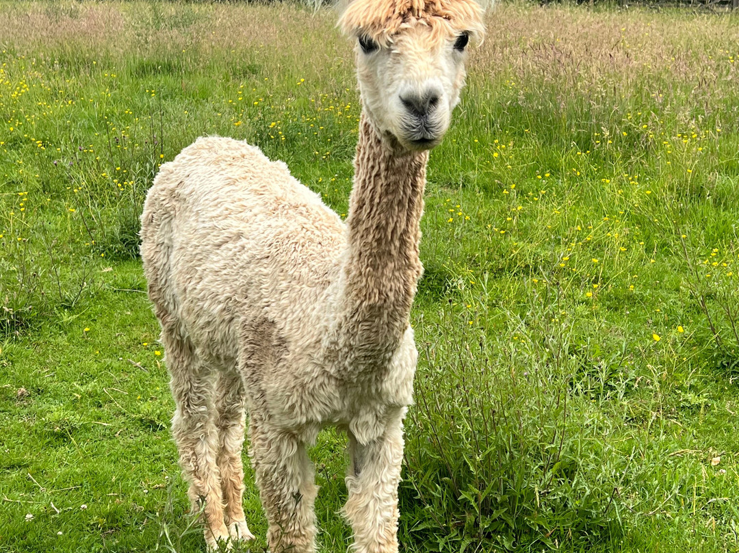 Alpaca Walking - With Spring Farm Alpacas-Fletching必去景点