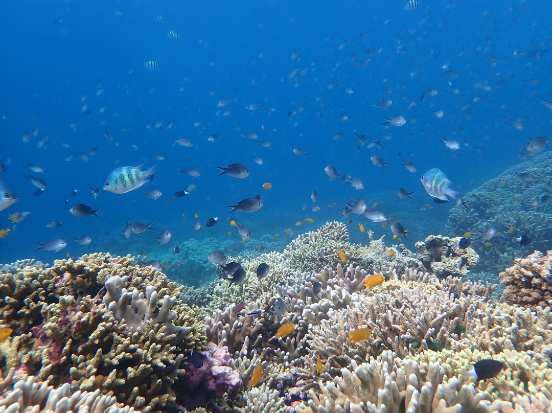 Menjangan Tour Snorkeling & Diving-Pejarakan必去景点
