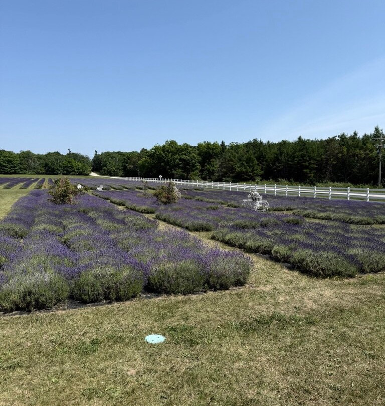 Fragrant Isle Lavender Farm & Shop-Washington Island必去景点