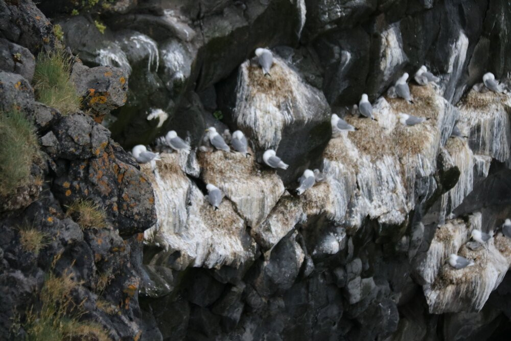 Arnarstapi Cliff-Arnarstapi必去景点