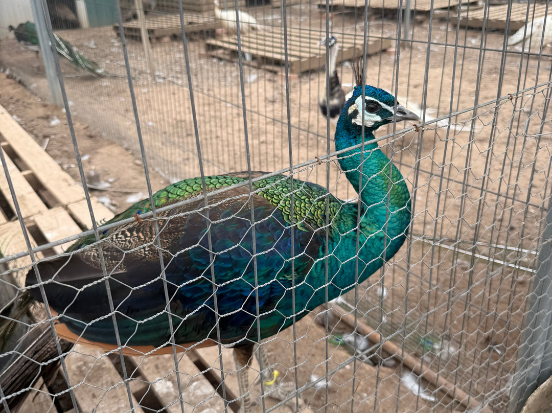 Peacocks Uk-Kempsey必去景点