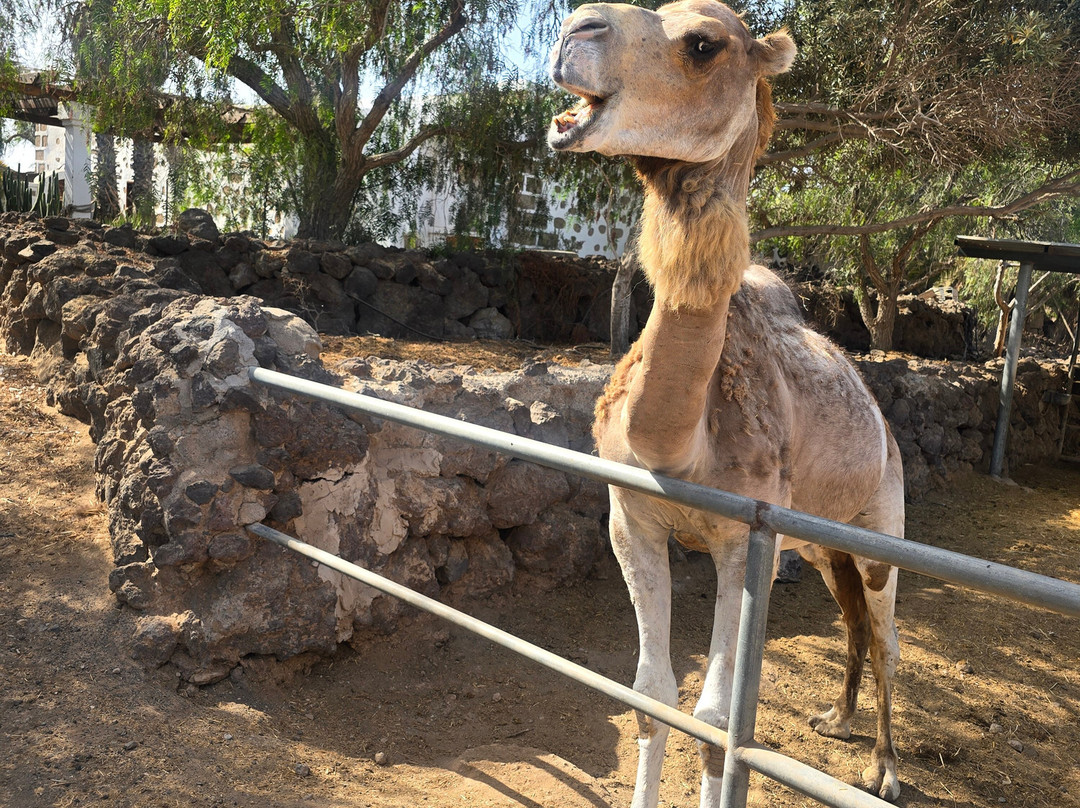 Camel Park-阿罗纳必去景点