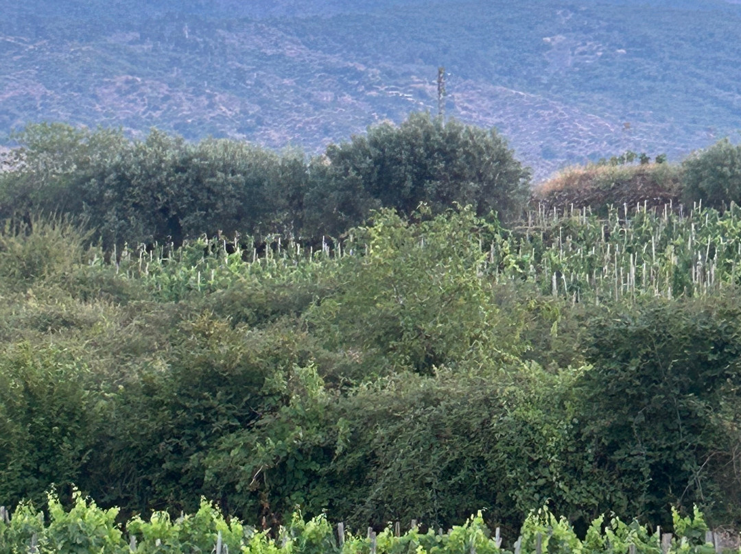 Verderame Boutique Winery