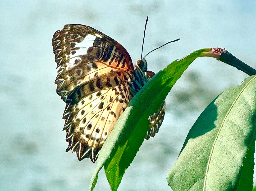 Insectarium de Lizio-Lizio必去景点