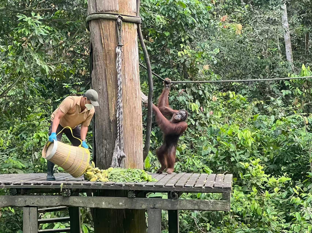 Sepilok Orangutan Rehabilitation Centre-山打根必去景点