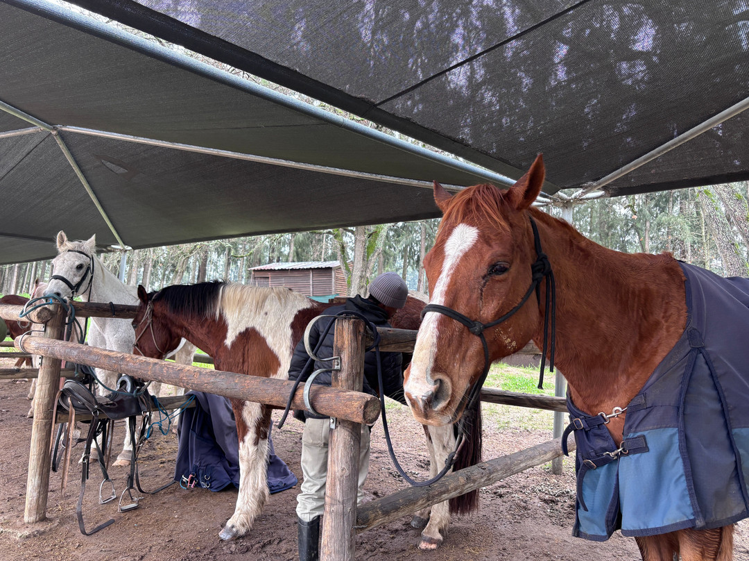 Equine Sport Centre-斯泰伦博斯必去景点