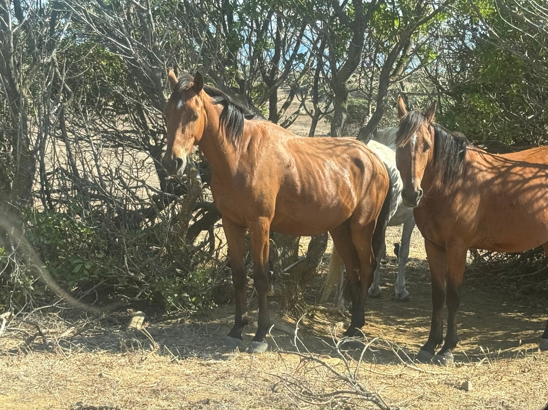 Wild Asinara Park-萨萨里省必去景点