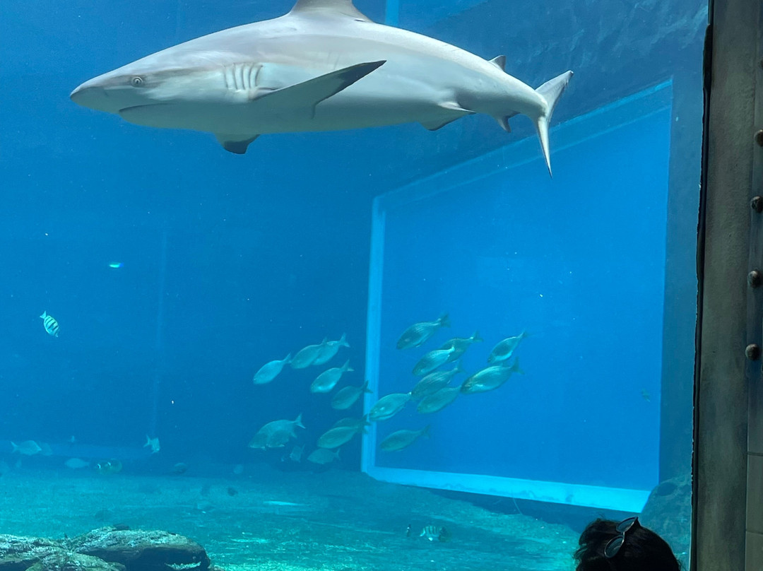U Shaka Marine World-德班必去景点