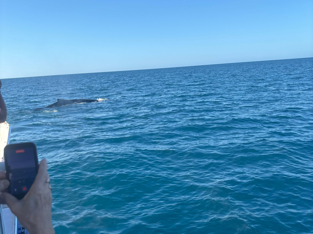 Aquascene Magnetic Island-Magnetic Island必去景点