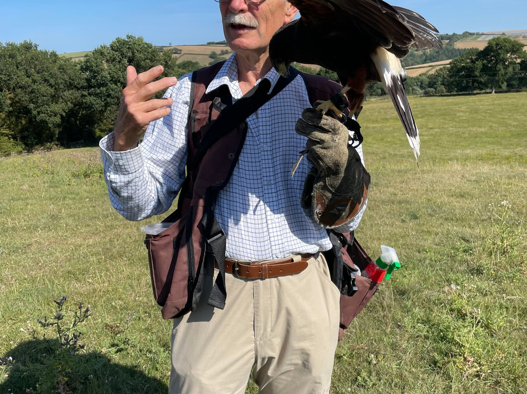 North Devon Hawk Walks-South Molton必去景点