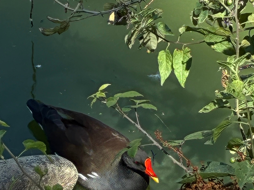 Parc Des Oiseaux-Villars-les-Dombes必去景点