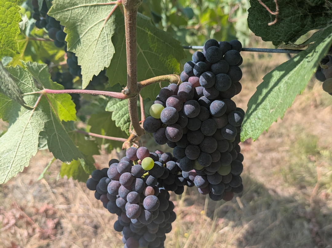 Smith and Evans Somerset Wine-Langport必去景点