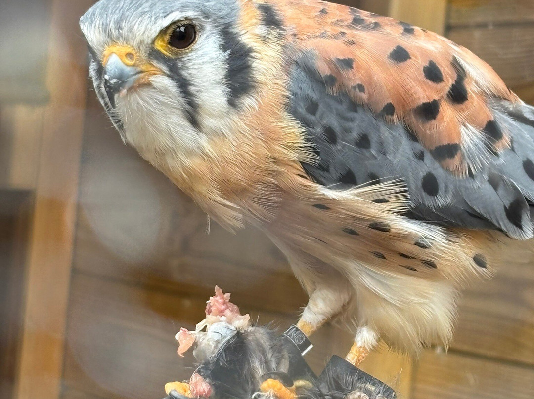 Gentleshaw Birds of Prey and Wildlife Centre-斯塔福德必去景点