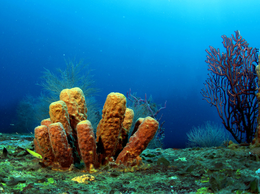 Aquanauts Grenada-True Blue必去景点
