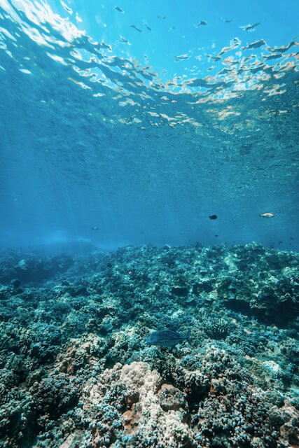 Maui Snorkeling-玛阿拉也亚必去景点