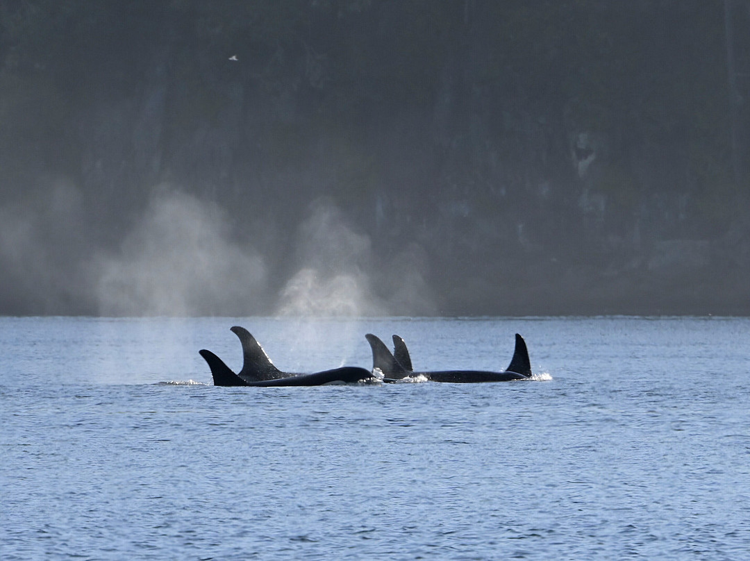 Seasmoke Whale Watching-Alert Bay必去景点