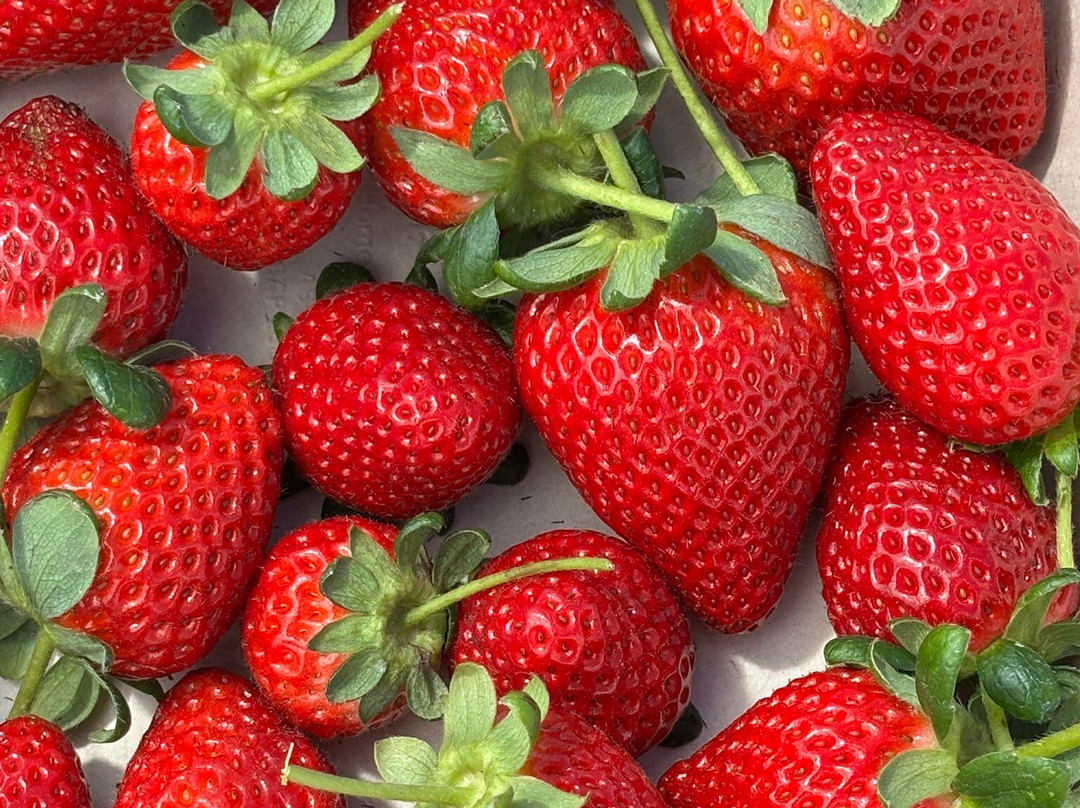 Bargara Berries-Bargara必去景点