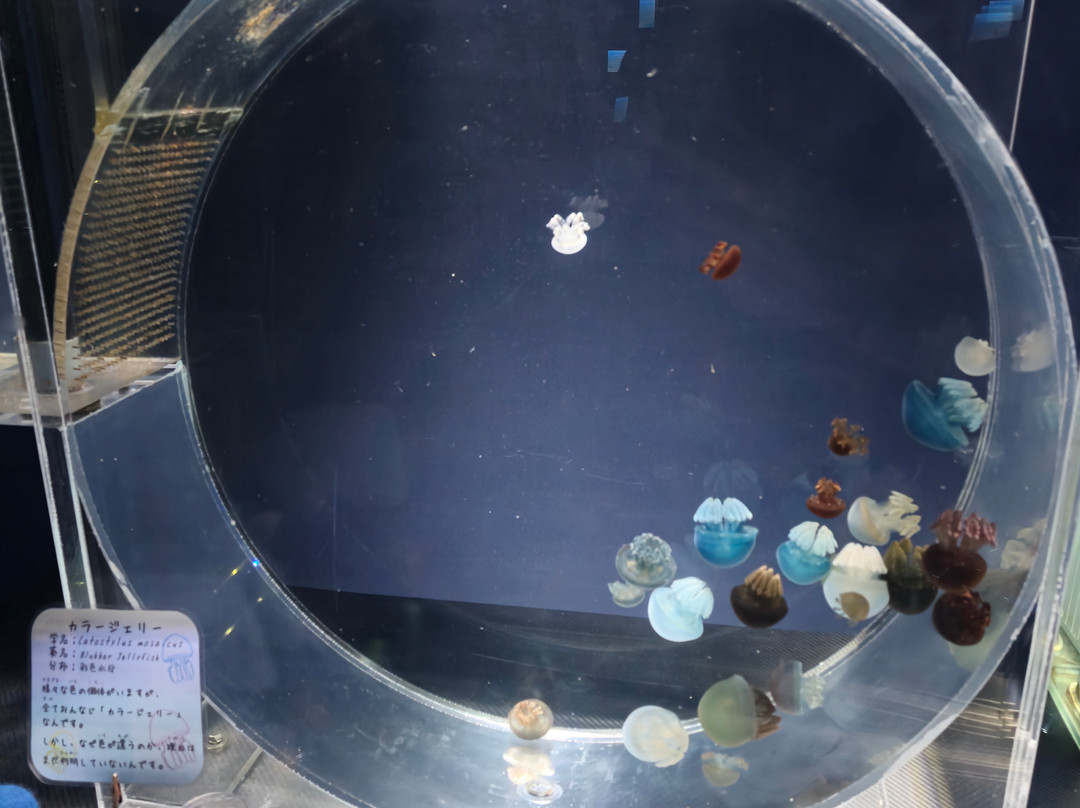 名古屋港水族馆-名古屋市必去景点