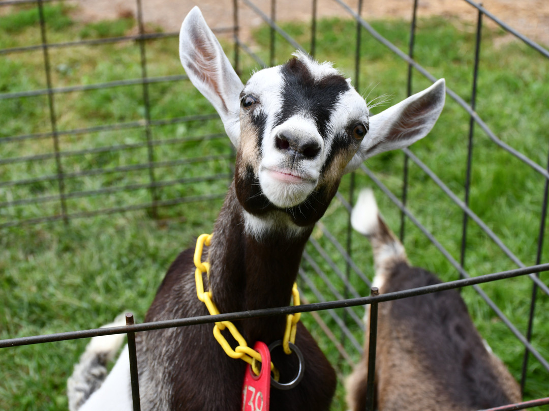 Poplar Goat Farm Tours-Scandia必去景点
