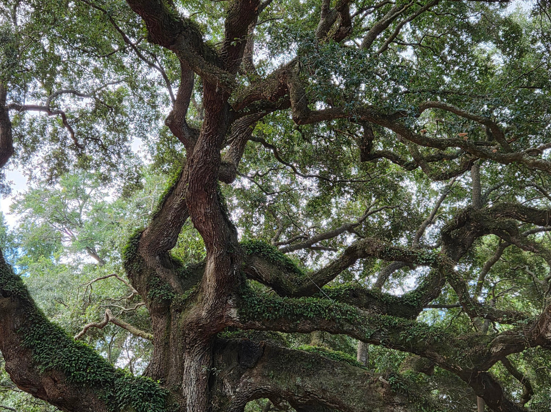 Angel Oak Tree-Johns Island必去景点