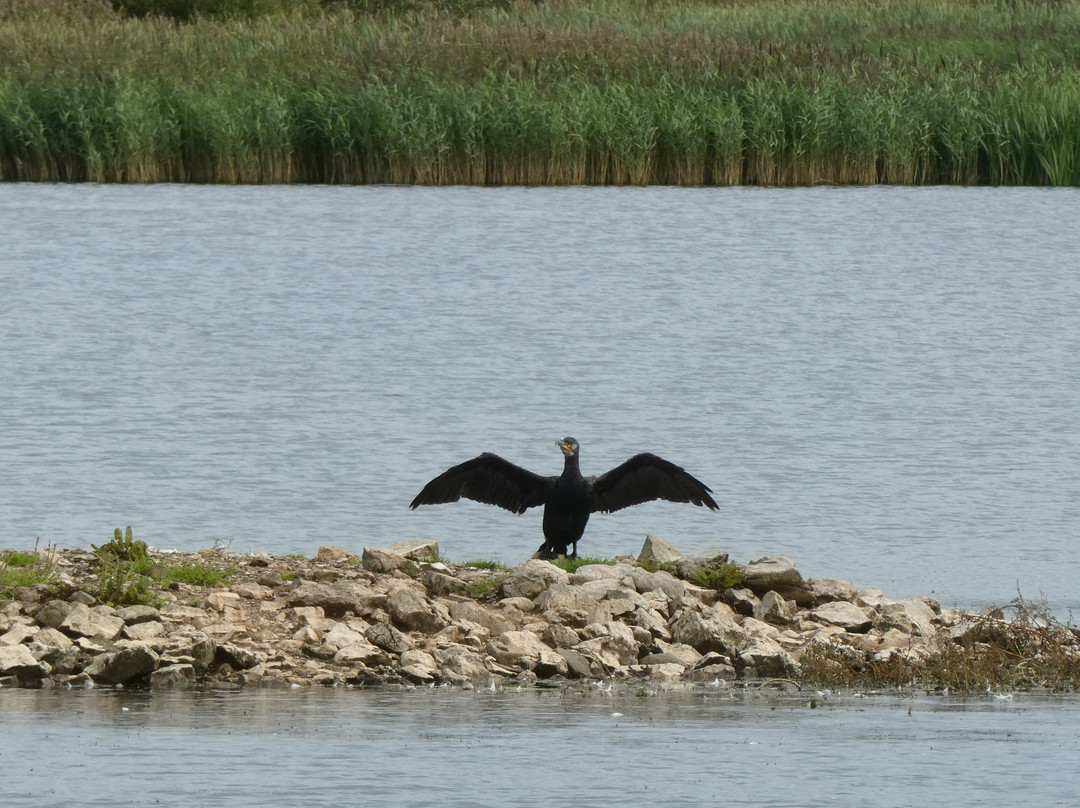 RSPB Leighton Moss Nature Reserve-Silverdale必去景点