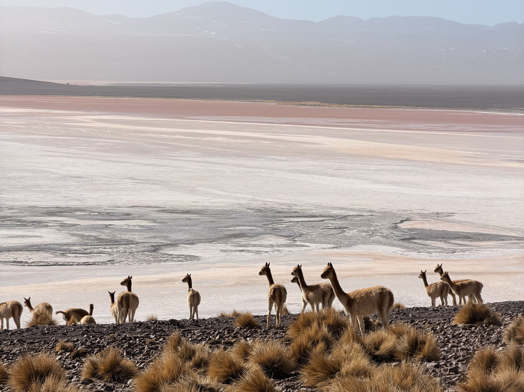 Uyuni Expeditions-乌尤尼必去景点