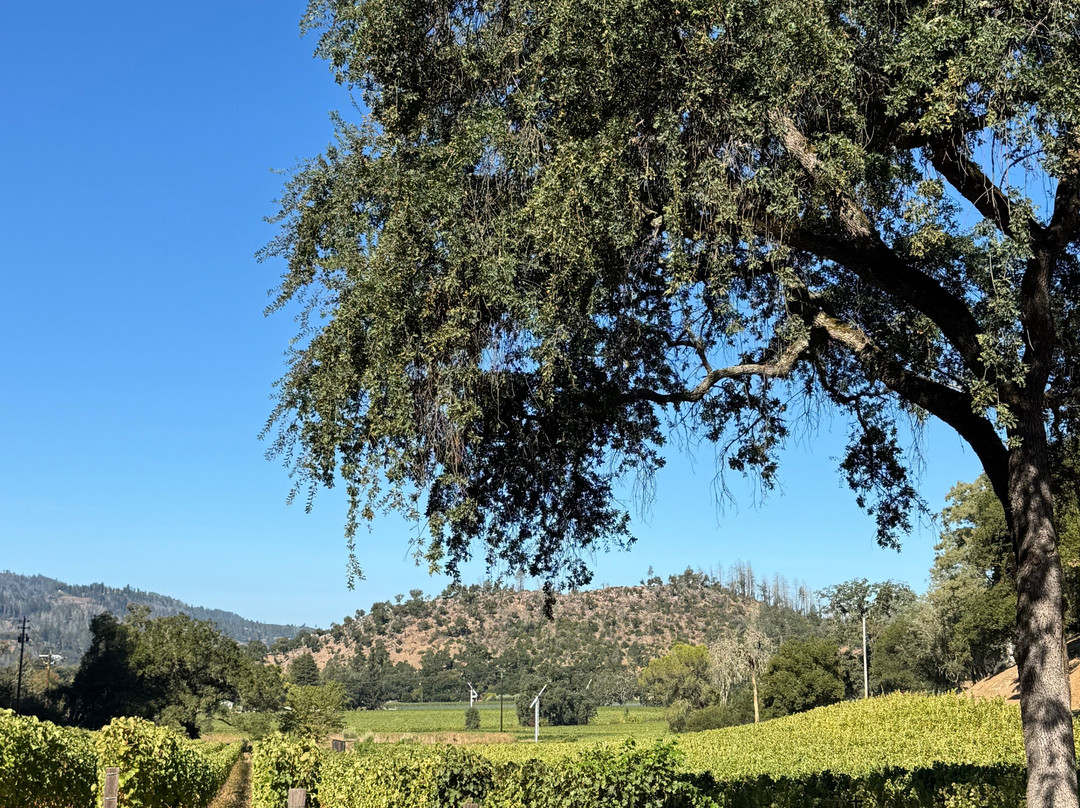 Napa Valley Tours - Why Spit-纳帕必去景点
