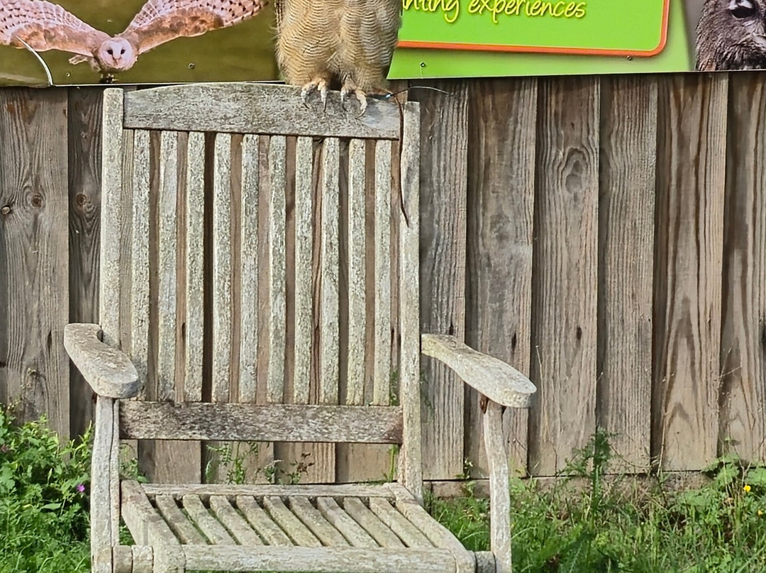 Lavenham Falconry-Monks Eleigh必去景点