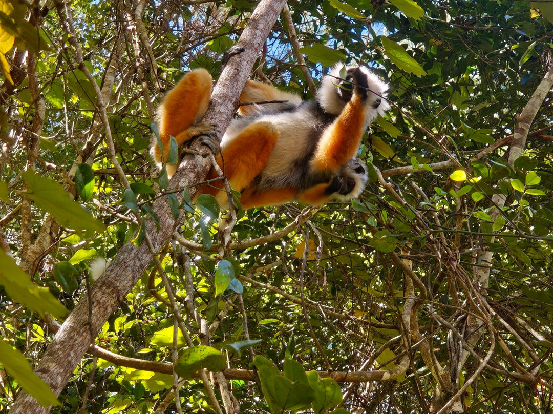 Madagascar Green Tours-安齐拉贝必去景点