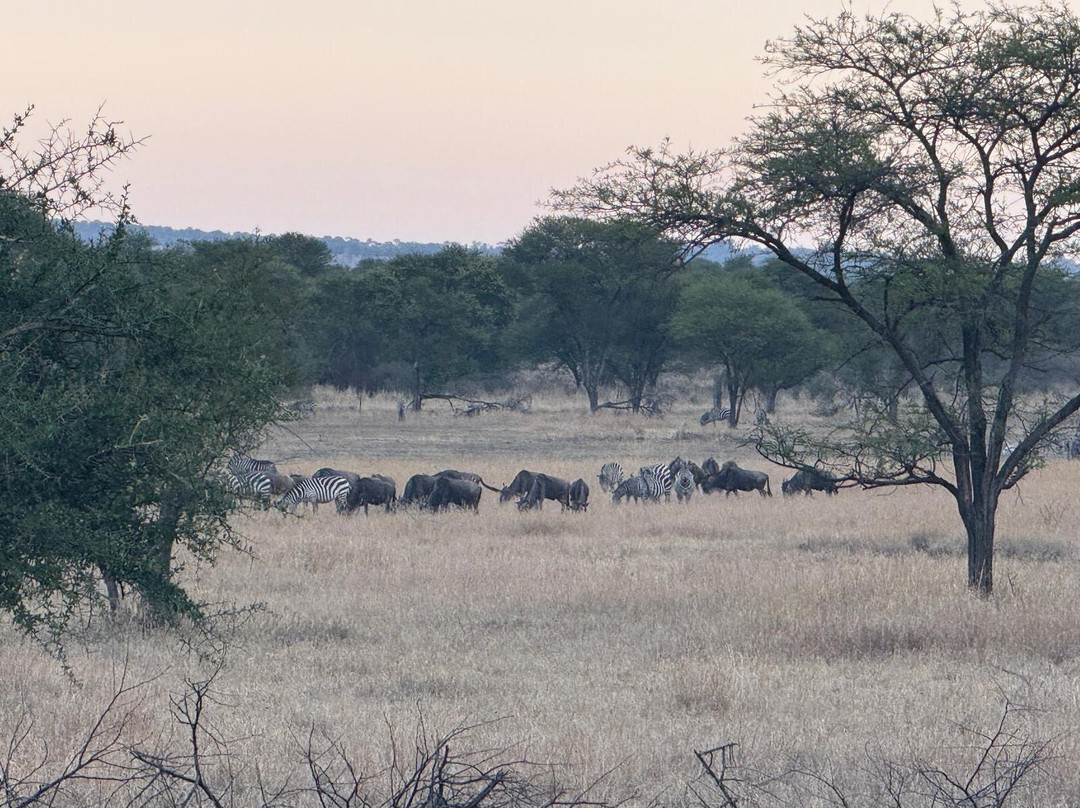 OSOTUA TENTED CAMPS-Ikoma必去景点