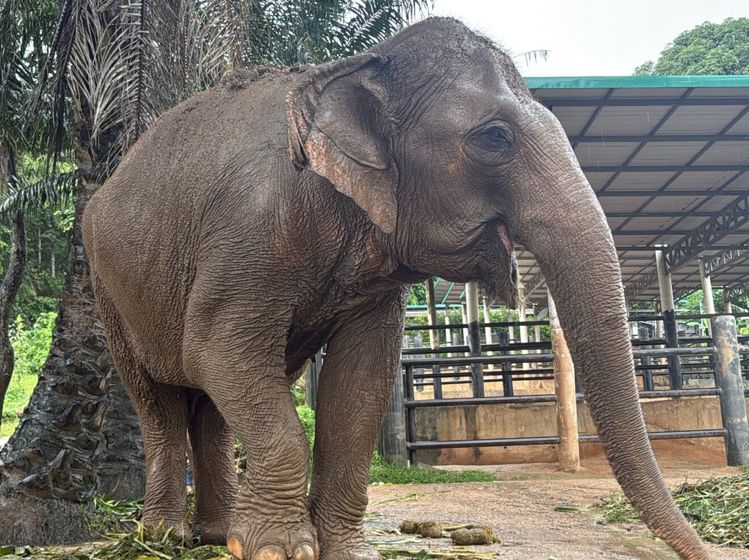 Phuket Elephant Nature Reserve-他朗必去景点