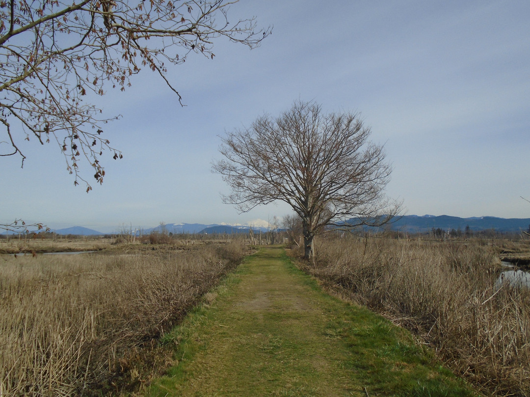 Fir Island Snow Goose Reserve