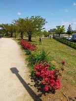 Matsubara Ayase River Park-草加市必去景点