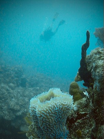 Diving Yucatan-Mahahual必去景点