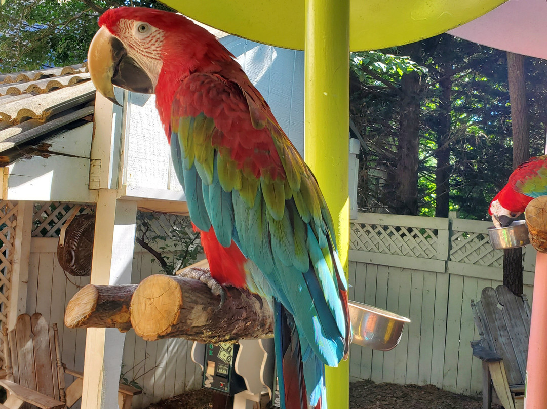 Parrot Mountain & Gardens-皮金福奇必去景点