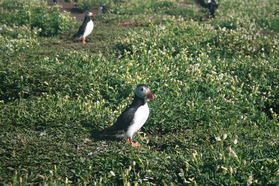 Serenity Farne Island Boat Tours景点图片